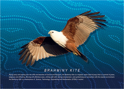 Brahminy Kite Image Resize.jpg